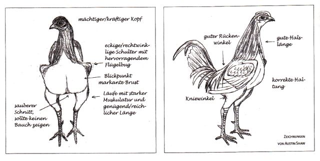 Skizzen v. Austin Shaw, Irland